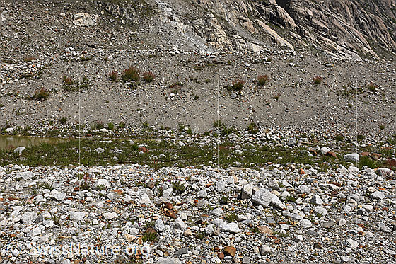 Foto: Karges, flaches Gletschervorfeld mit Tümpel und wenig Vegetation. Eisbedeckt bis ca. 2014. Östlicher Teil.
