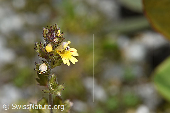 Foto: Zwerg-Augentrost (Euphrasia minima). Blüte, Blätter und Stängel.
