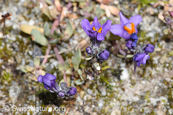 Photo: Linaria alpina. Blossoms.