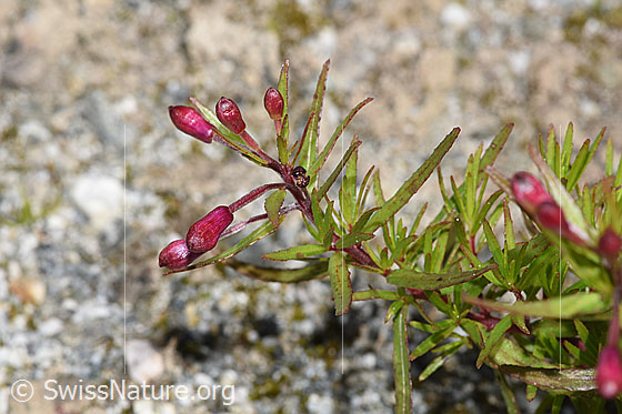 Photo: Epilobium fleischeri. Buds.