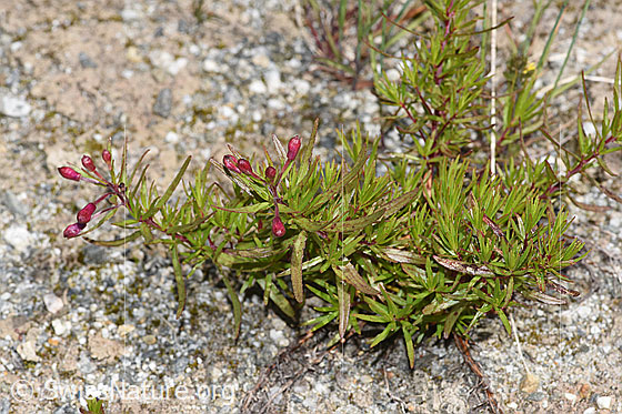 Foto: Fleischers Weidenröschen (Epilobium fleischeri). Ganze Pflanze (Habitus).