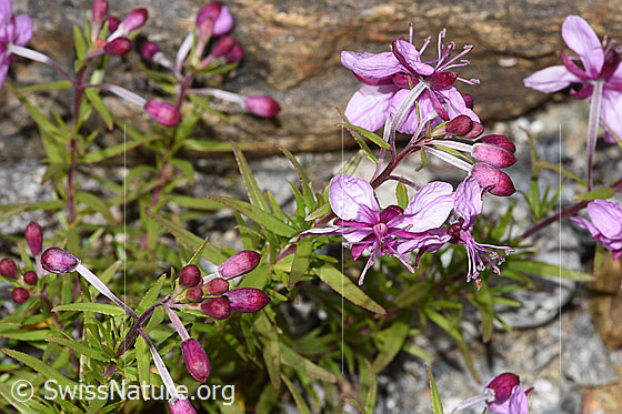 Photo: Epilobium fleischeri. Blossoms.