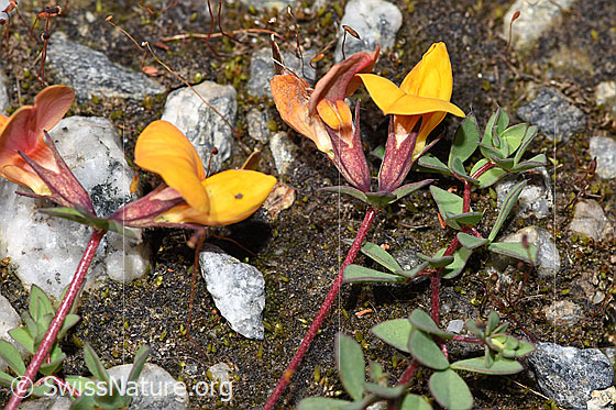 Foto: Alpen-Hornklee (Lotus alpinus). Blüte, Stängel und Blätter.