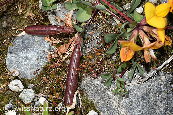 Foto: Alpen-Hornklee (Lotus alpinus). Früchte.