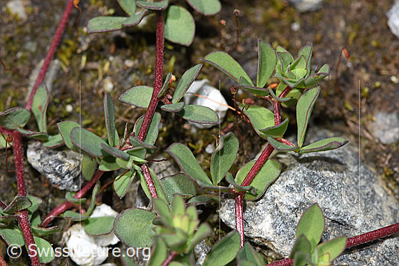 Foto: Alpen-Hornklee (Lotus alpinus). Stängel und Blätter.