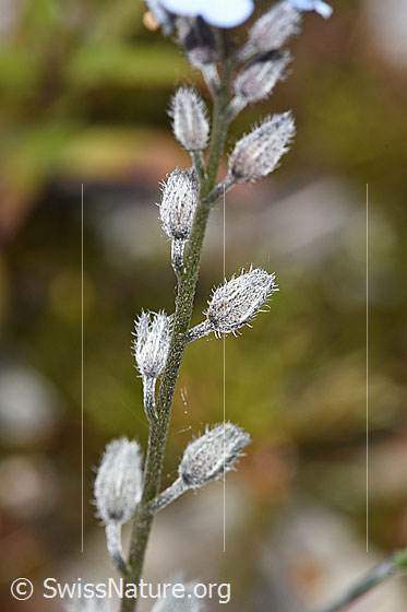 Photo: Myosotis alpestris. Stem and calyxes.