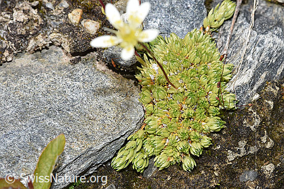 Photo: Saxifraga bryoides. Leaf rosettes.