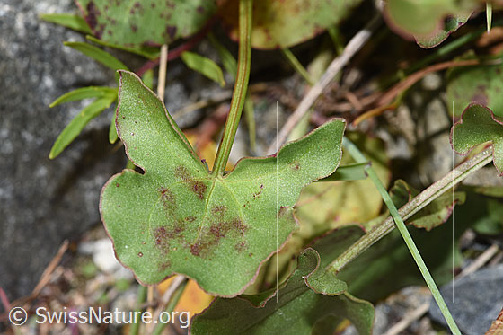 Photo: Rumex scutatus. Leaf.