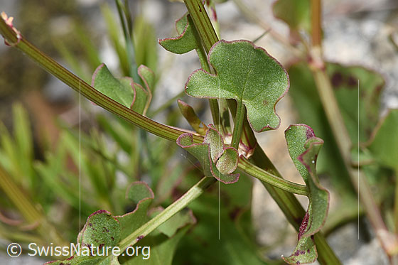 Photo: Rumex scutatus. Stem and leaves.