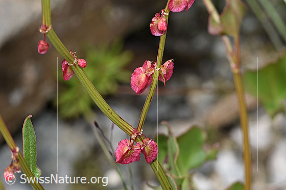 Foto: Schildblättriger Ampfer (Rumex scutatus). Blüten und Stängel.