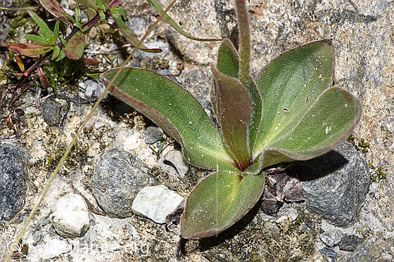 Foto: Arnika (Arnica montana). Grundblätter.