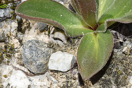 Foto: Arnika (Arnica montana). Grundblätter. Blattoberseite.
