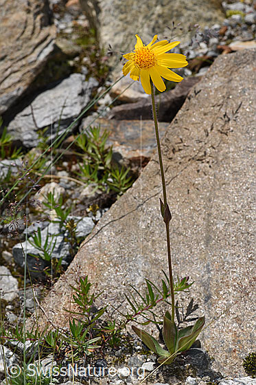 Photo: Arnica montana. Whole plant (habiti). Height: 30cm.