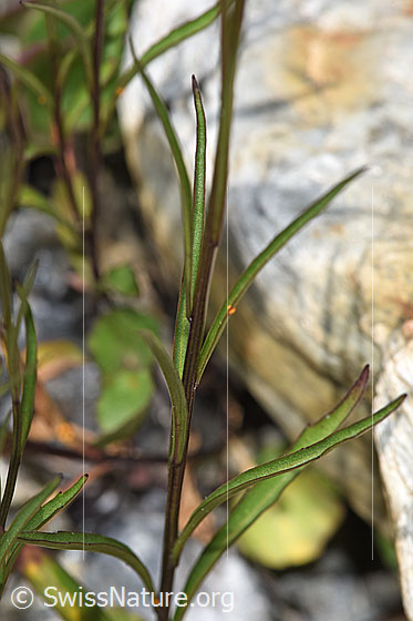Photo: Campanula scheuchzeri. Stem and leaves.