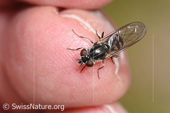 Photo: Hoverfly of the genus Platycheirus. Female. View from above.