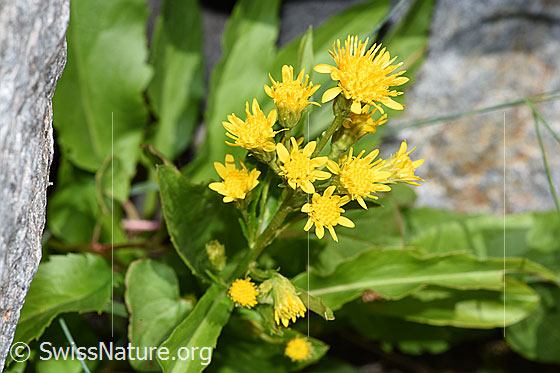 Foto: Alpen-Goldrute (Solidago virgaurea ssp. minuta). Blüten.