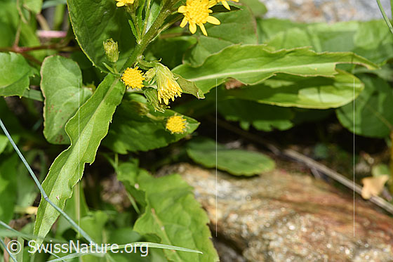 Foto: Alpen-Goldrute (Solidago virgaurea ssp. minuta). Blüten und Blätter.
