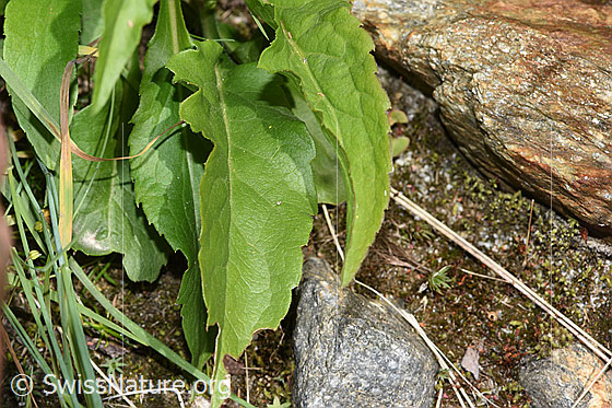 Foto: Alpen-Goldrute (Solidago virgaurea ssp. minuta). Blätter. Blattoberseite.