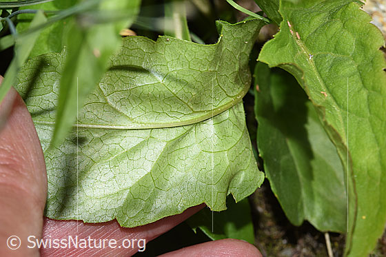 Foto: Alpen-Goldrute (Solidago virgaurea ssp. minuta). Blattunterseite.