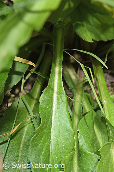 Foto: Alpen-Goldrute (Solidago virgaurea ssp. minuta). Blatt und Stiel.
