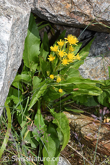 Foto: Alpen-Goldrute (Solidago virgaurea ssp. minuta). Ganze Pflanze (Habitus).