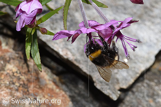 Foto: Wahrscheinlich Dunkle Erdhummel (Bombus terrestris) an Fleischers Weidenröschen (Epilobium fleischeri). Länge 11 - 23mm. Ansicht von seitlich vorne.