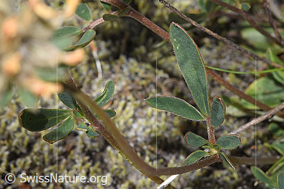 Photo: Anthyllis vulneraria ssp. alpestris. Stem and Stem leaf.