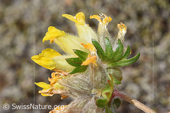 Foto: Alpen-Wundklee (Anthyllis vulneraria ssp. alpestris). Hüllblätter.