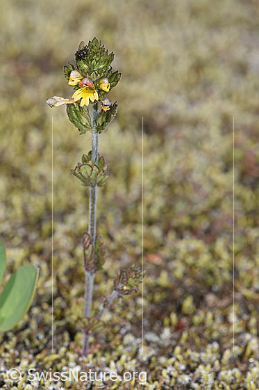 Foto: Zwerg-Augentrost (Euphrasia minima). Ganze Pflanze (Habitus).