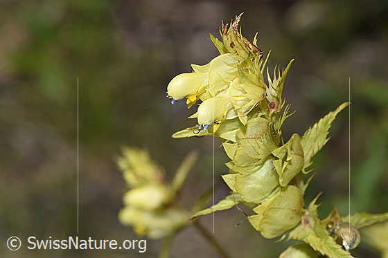 Foto: Schmalblättriger Klappertopf (Rhinanthus glacialis). Blüten und Blätter.