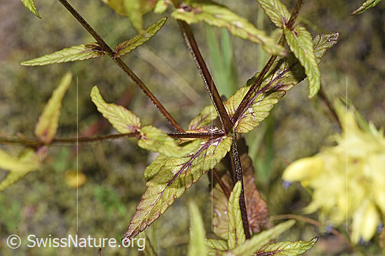 Photo: Rhinanthus glacialis. Stem and leaves.