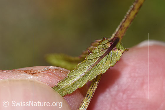 Photo: Rhinanthus glacialis. Leaf underside.