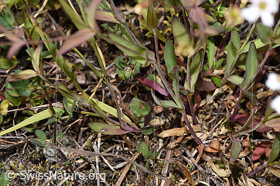 Foto: Felsen-Leimkraut (Silene rupestris). Blätter und Stängel.