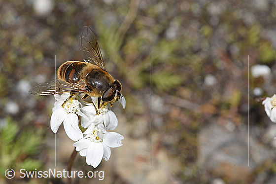 Photo: Eristalis tenax on Achillea erba-rotta ssp. moschata. Length 12 - 16mm. Male. View from diagonally above.