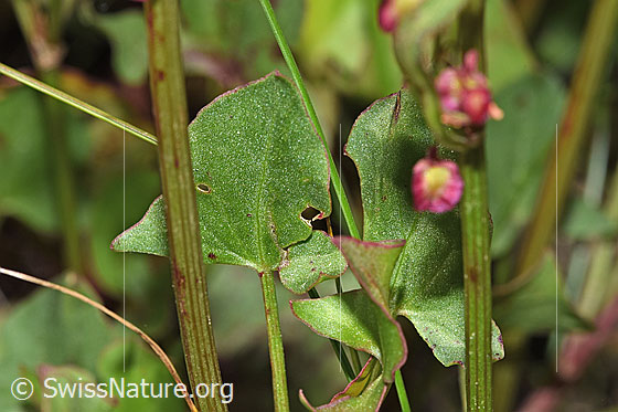 Foto: Schildblättriger Ampfer (Rumex scutatus). Blatt.