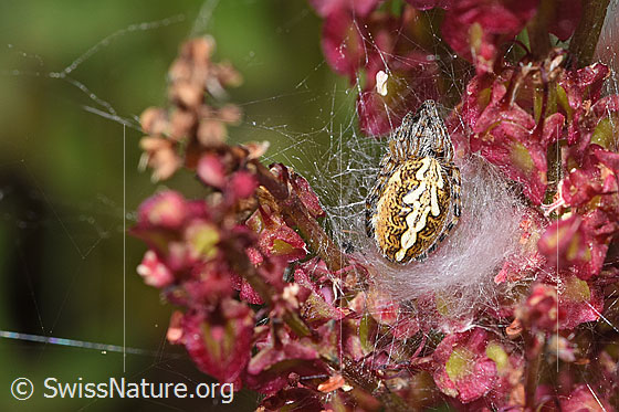 Foto: Eichblatt-Radspinne (Aculeperia ceropegia) an Schildblättrigem Ampfer (Rumex scutatus). Ansicht von oben.