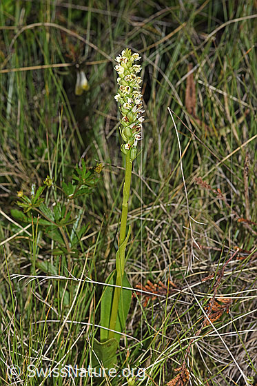 Foto: Weisszunge (Pseudorchis albida). Ganze Pflanze (Habitus).
