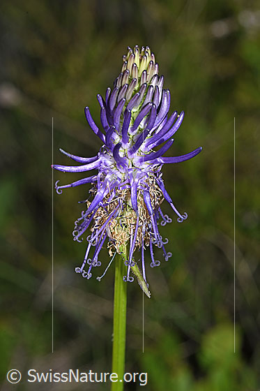 Foto: Betonienblättrige Rapunzel (Phyteuma betonicifolium). Blüte. Ansicht von der Seite.