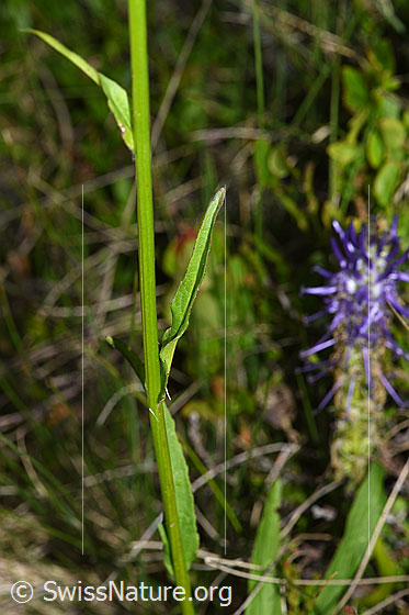 Foto: Betonienblättrige Rapunzel (Phyteuma betonicifolium). Stängel und Stängelblätter.