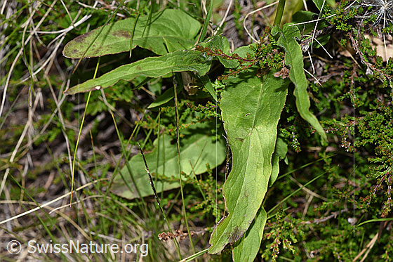 Foto: Betonienblättrige Rapunzel (Phyteuma betonicifolium). Grundblätter.