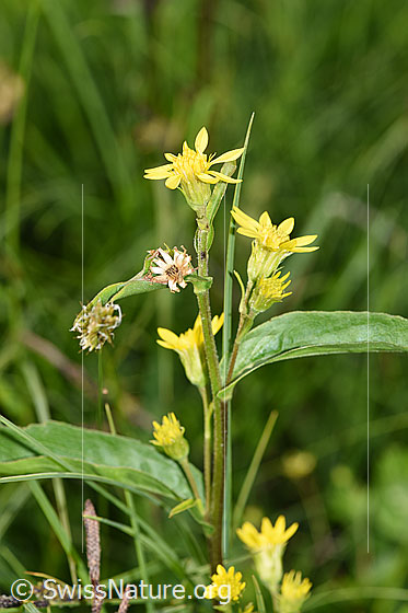 Foto: Alpen-Goldrute (Solidago virgaurea ssp. minuta). Blüten, Stängel und Blätter.