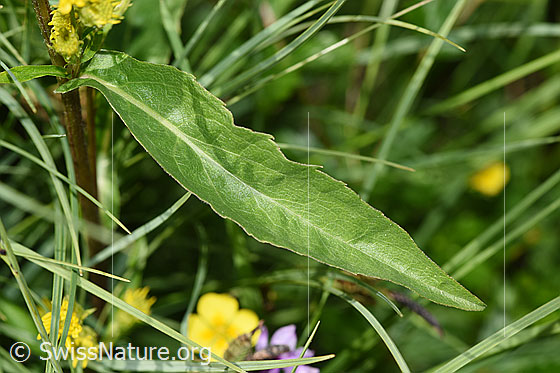 Foto: Alpen-Goldrute (Solidago virgaurea ssp. minuta). Blattoberseite.