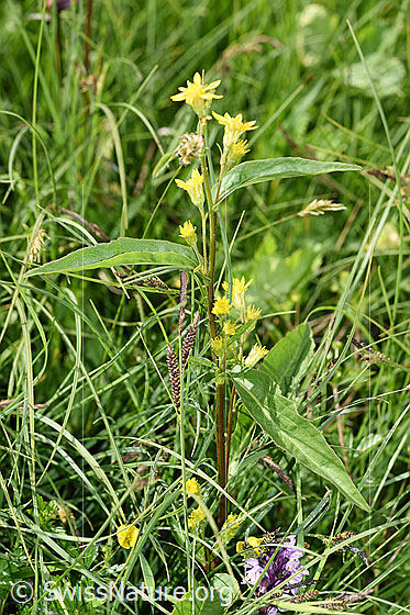 Foto: Alpen-Goldrute (Solidago virgaurea ssp. minuta). Ganze Pflanze (Habitus).