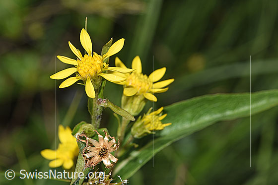 Foto: Alpen-Goldrute (Solidago virgaurea ssp. minuta). Blüten.