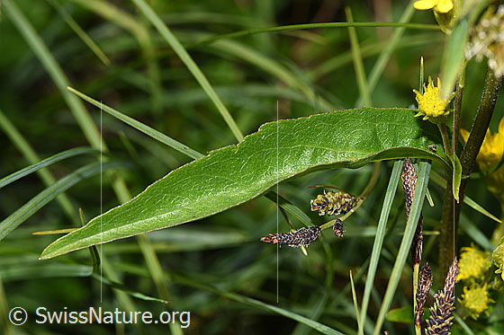 Foto: Alpen-Goldrute (Solidago virgaurea ssp. minuta). Blatt.