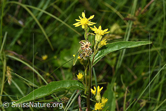 Foto: Alpen-Goldrute (Solidago virgaurea ssp. minuta). Blüten und Blätter.