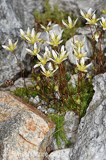 Photo: Saxifraga bryoides. Whole plant (habiti).