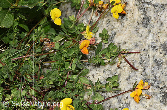 Foto: Alpen-Hornklee (Lotus alpinus). Ganze Pflanze (Habitus).