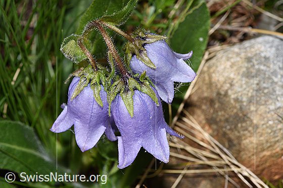 Photo: Campanula barbata. Blossoms. View from above.