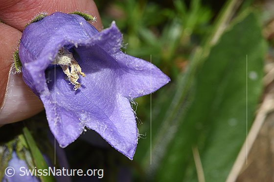 Foto: Bärtige Glockenblume (Campanula barbata). Blick in eine Blüte.